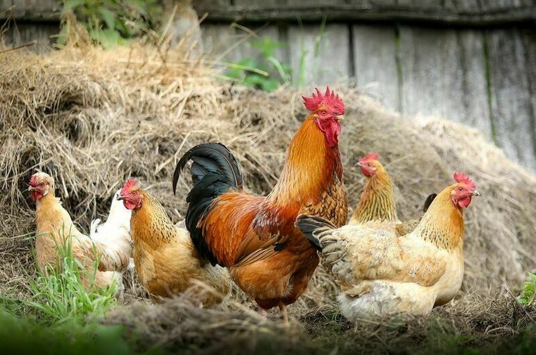 Россельхознадзор запретил ввоз птицеводческой продукции с некоторых территорий Евросоюза