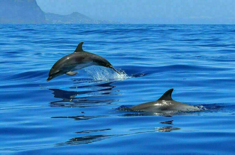 Ловить китов и дельфинов на продажу запретили