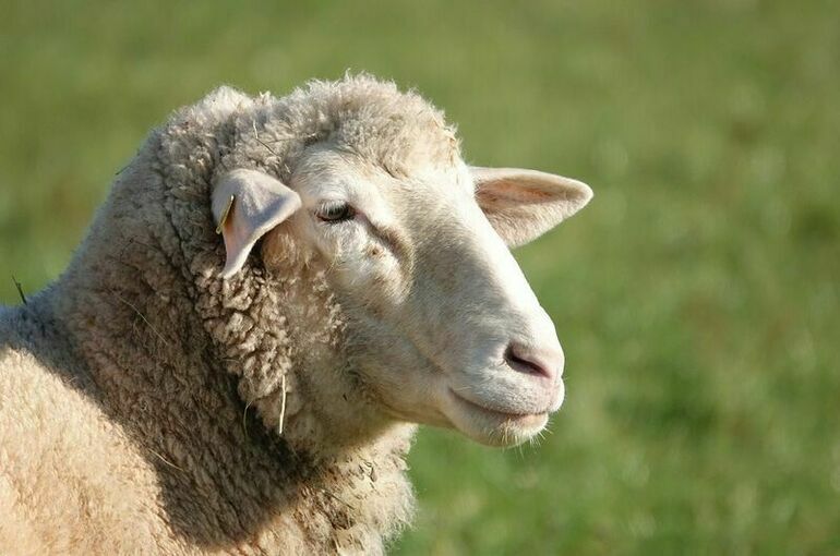 Почему умерла овечка Долли - Парламентская газета