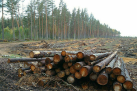 СМИ: Минприроды предложило передать Рослесхозу функции госконтроля за лесом
