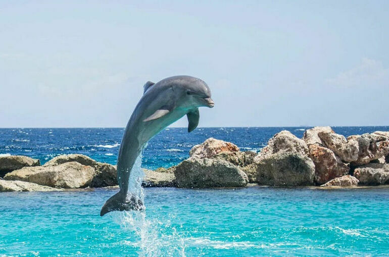 В Госдуме настаивают на запрете вылова дельфинов для культурно-просветительских целей