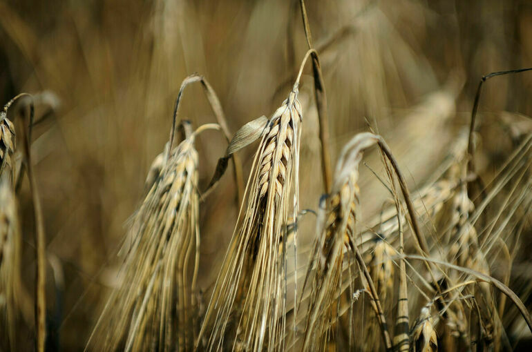 С 1 февраля Минсельхоз прекращает продажу зерна из интервенционного фонда