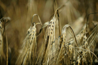 С 1 февраля Минсельхоз прекращает продажу зерна из интервенционного фонда