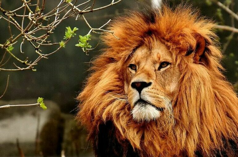 Ветеринары смогут использовать ранее запрещенный препарат для наркоза 