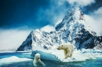 В WWF России просят помощи из-за активности медведей в Арктике