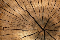Изъятую древесину предлагают продавать или утилизировать