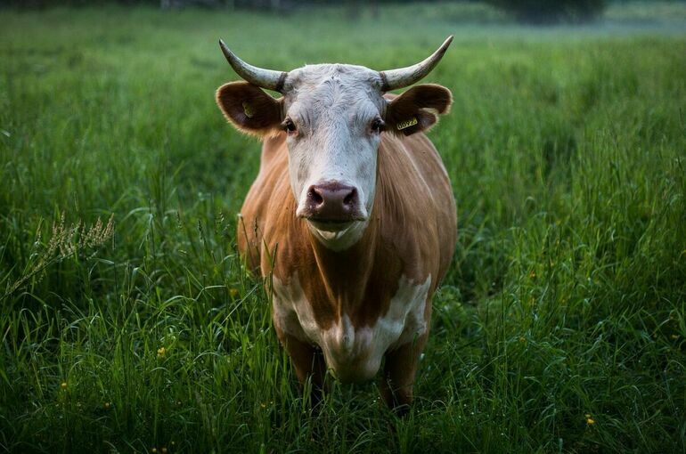 Аграрный вуз Кубани внедряет новые методы селекции крупного рогатого скота