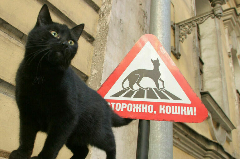 Кошки из России попали под санкции 