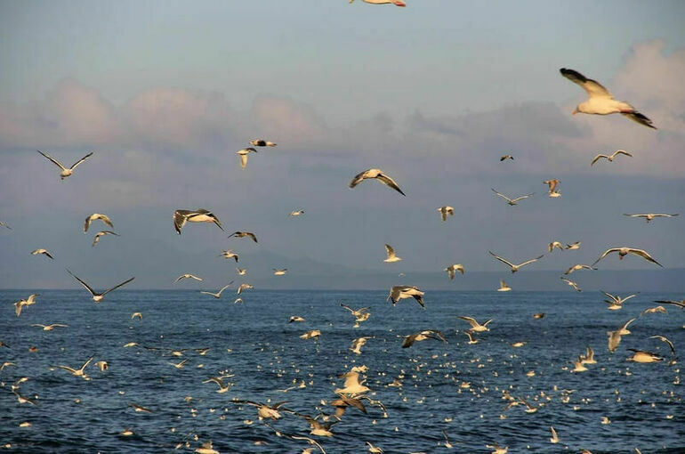 Госдума приняла закон о налоговых льготах на Курилах