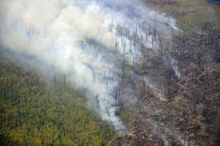 Ответственность за лесные пожары предлагают повысить
