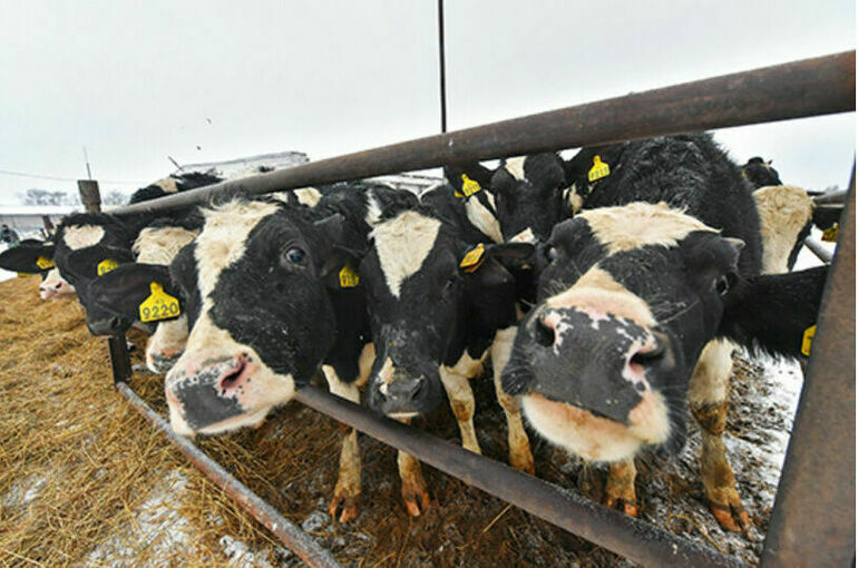 Компенсации за изъятый при эпидемиях скот хотят рассчитывать по единым правилам