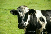 За изъятый при эпидемиях скот собственникам хотят гарантировать компенсации