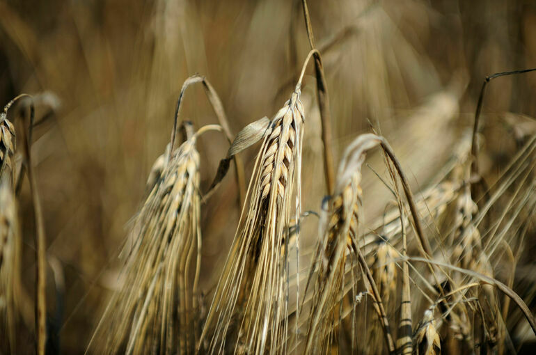 В Минсельхозе предложили ввести временный запрет экспорта зерновых