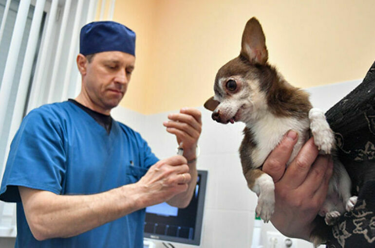 Россия намерена увеличить выпуск ветеринарных препаратов