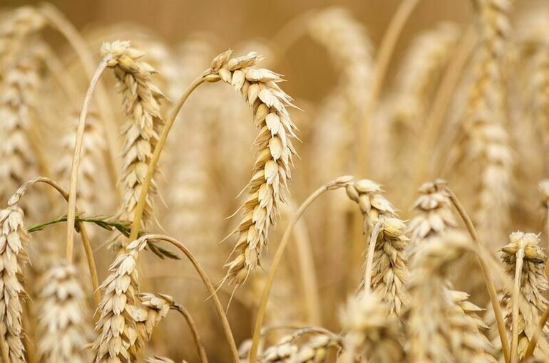 Правительство ввело временный запрет на экспорт зерновых и сахара