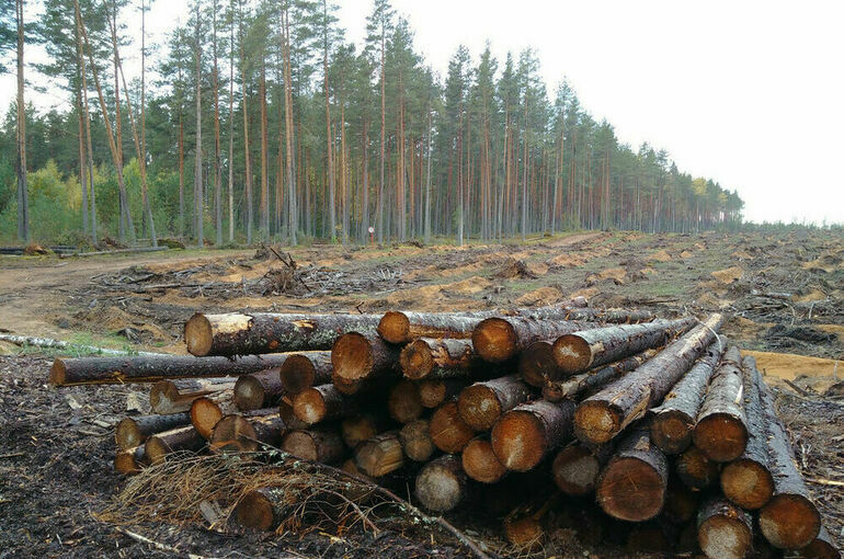 В России подготовили план развития лесного комплекса