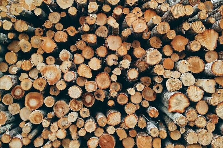 Рослесхоз разъяснил, как приобрести древесину для строительства и отопления