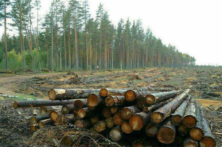Правительство утвердило план мероприятий по реализации стратегии развития лесного комплекса