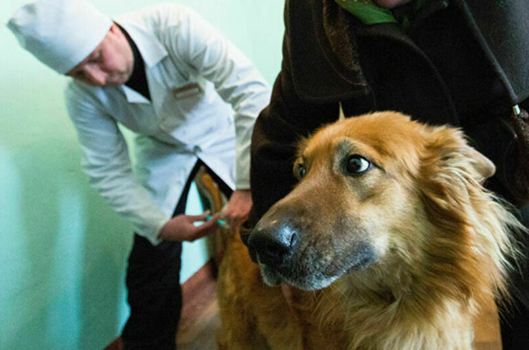 Животных предлагают лечить лекарствами для людей
