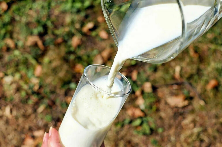 Кубань удерживает лидерство по производству молока