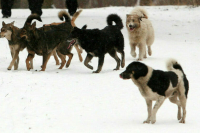 Астраханские депутаты поддержали закон об усыплении агрессивных собак
