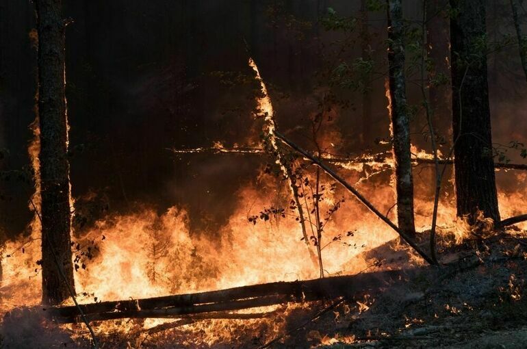 Талабаева: Природные пожары в 2021 году нанесли ущерб на 9,6 млрд рублей