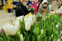Поставки импортных цветов в Россию снизились в 2,4 раза