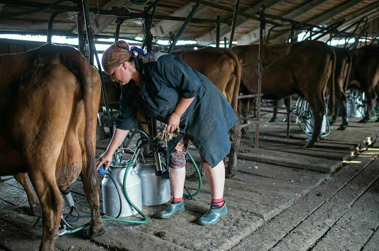 Обязательную маркировку молока для фермеров отложили на год