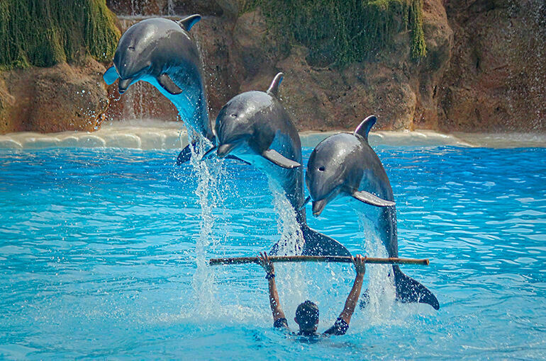 Дельфинов и китов запретят вылавливать для шоу
