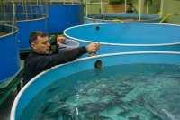 Зарубежные комбикорма для выращивания рыбы могут полностью заменить отечественными