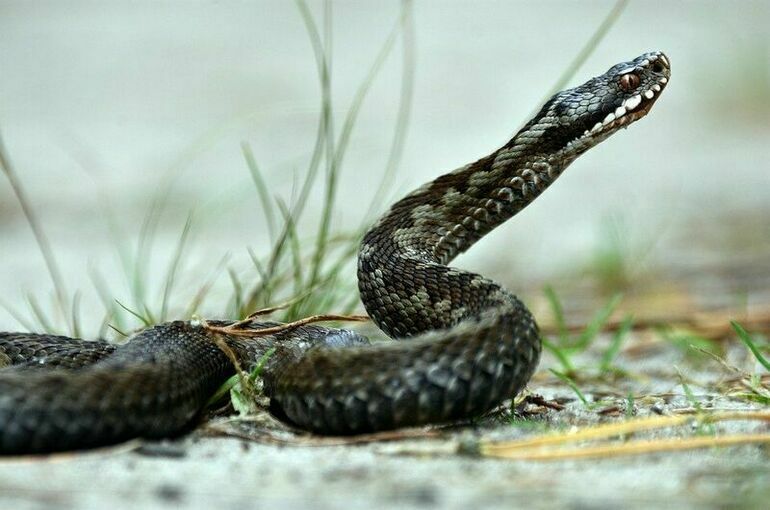 Ученый предупредил россиян о появлении змей в открытых местах