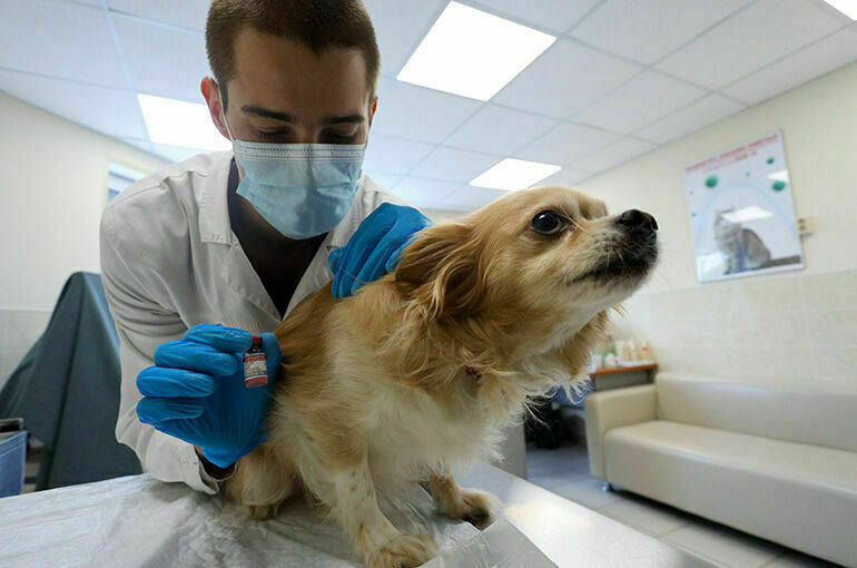 В России запатентована вакцина против коронавируса для животных 