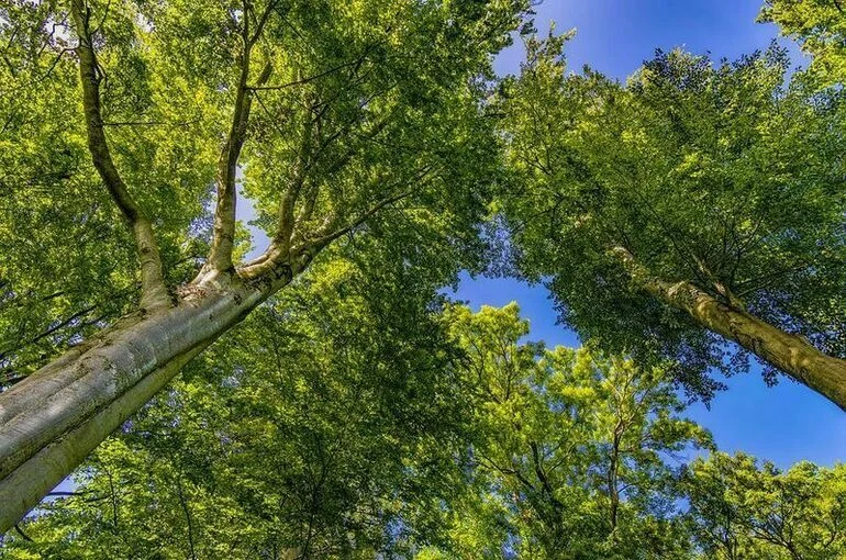 На Кубани нашли способ защиты мелиоративных лесных насаждений