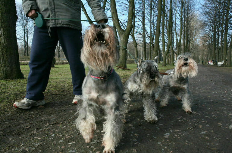 Ученые: Кошки и собаки могут заражаться «омикроном» от своих владельцев