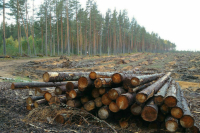 Кобылкин назвал задачу лесной отрасли на перспективу 