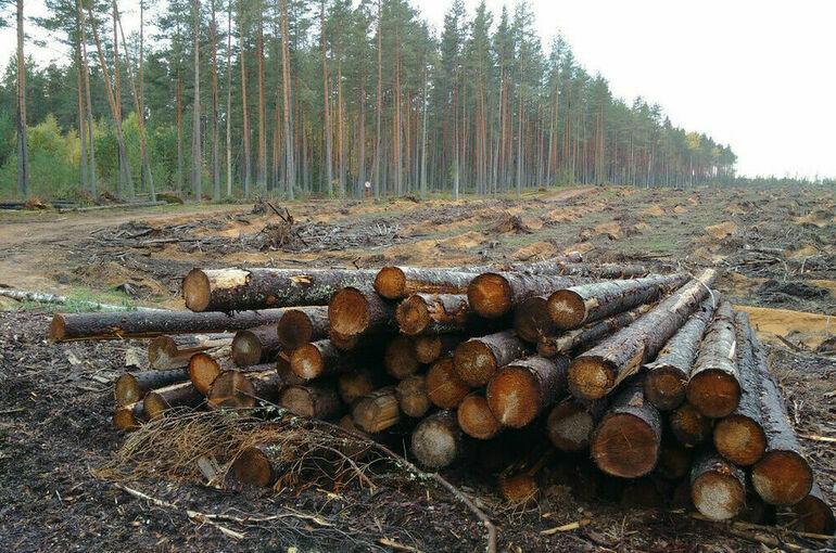 Рослесхоз: в России заготовили 225 миллионов «кубов» древесины в 2021 году