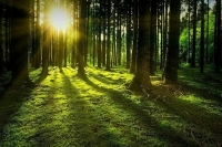 В Минприроды предложили меры по защите сел от лесных пожаров