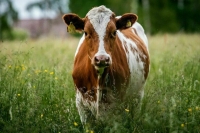 Госдума приняла закон о маркировке сельскохозяйственных животных