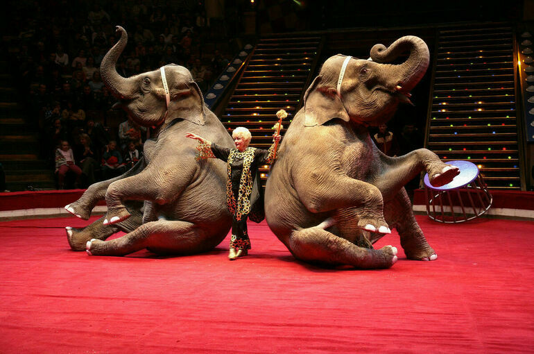 Запашный: Циркам нужны деньги на создание лучших условий для животных