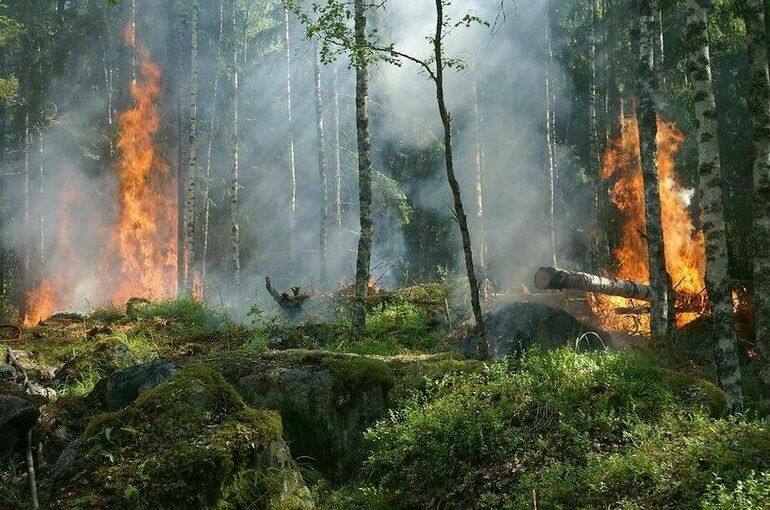В России за минувшие сутки потушили почти 10 тыс. га лесных пожаров