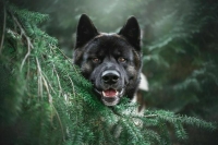 Глава Якутска предложил пересмотреть требование о пожизненном содержании агрессивных собак
