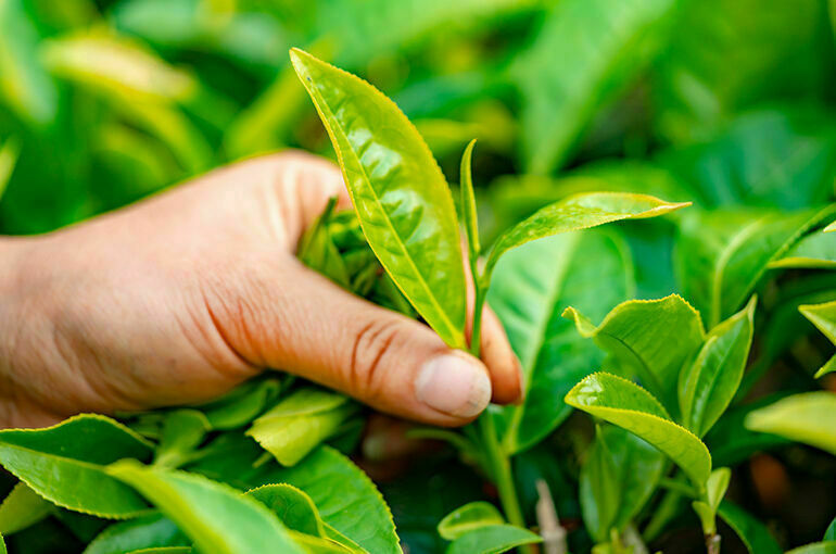 Краснодарскому чаю планируют вернуть прежние объемы производства