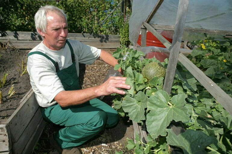 Самозанятые смогут получить субсидии на производство овощей 