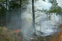 В России значительно снизилось число лесных пожаров