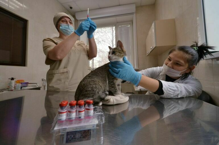 Сезонные прививки могут защитить животных от серьезных заболеваний, а хозяев — от инвалидности