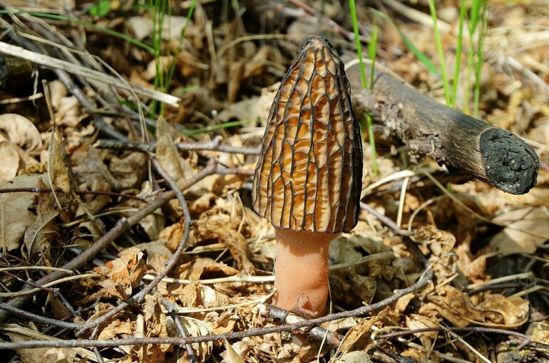 Петербургским грибникам рассказали, где искать сморчки