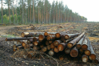 Министерство обороны предложило наделить его правом вырубать лес без разрешений