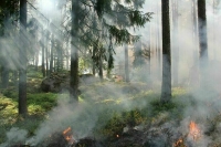 В России планируют кратно увеличить штрафы виновным в природных пожарах