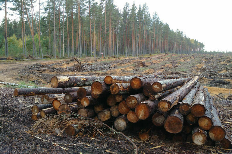 Промышленную вырубку лесов на северных территориях хотят ограничить 