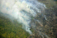 Нарушителям пожарной безопасности в лесу хотят усилить наказания